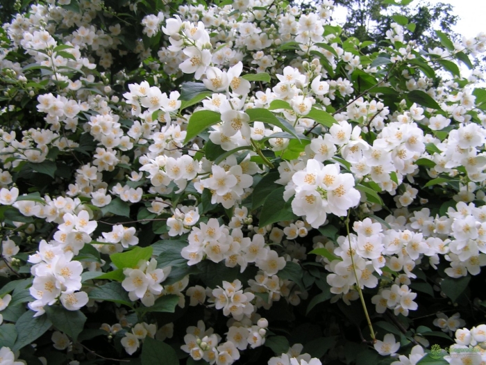 Куст жасмин