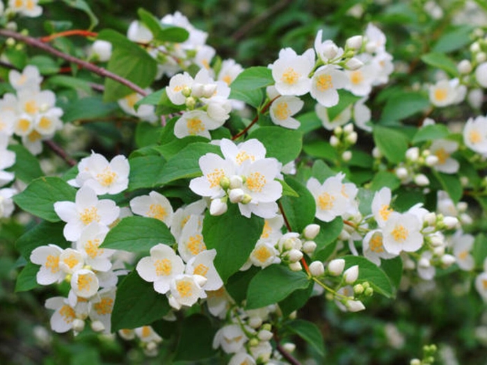 Жасмин чубушник душистый