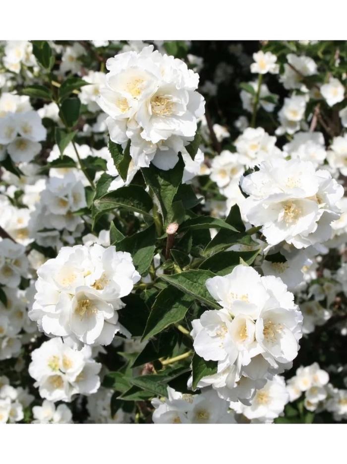 Чубушник (жасмин) монблан