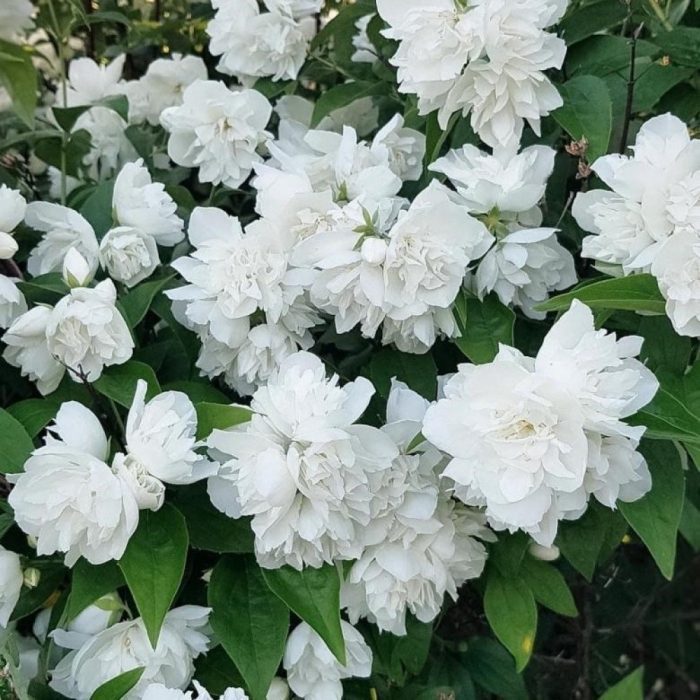 Чубушник махровый шнеештурм