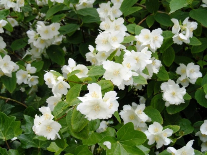 Чубушник миннесота сноуфлейк