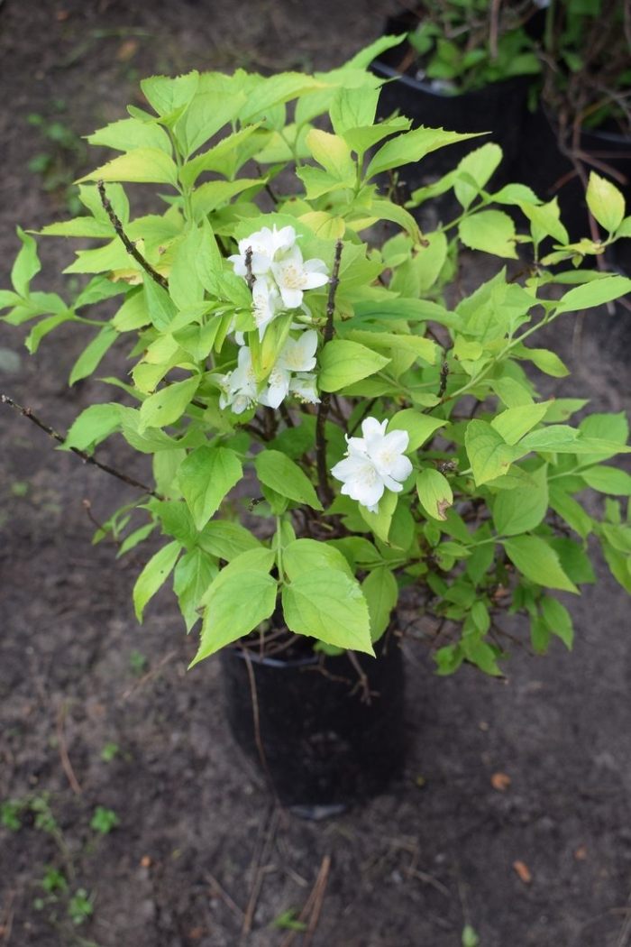 Чубушник венечный