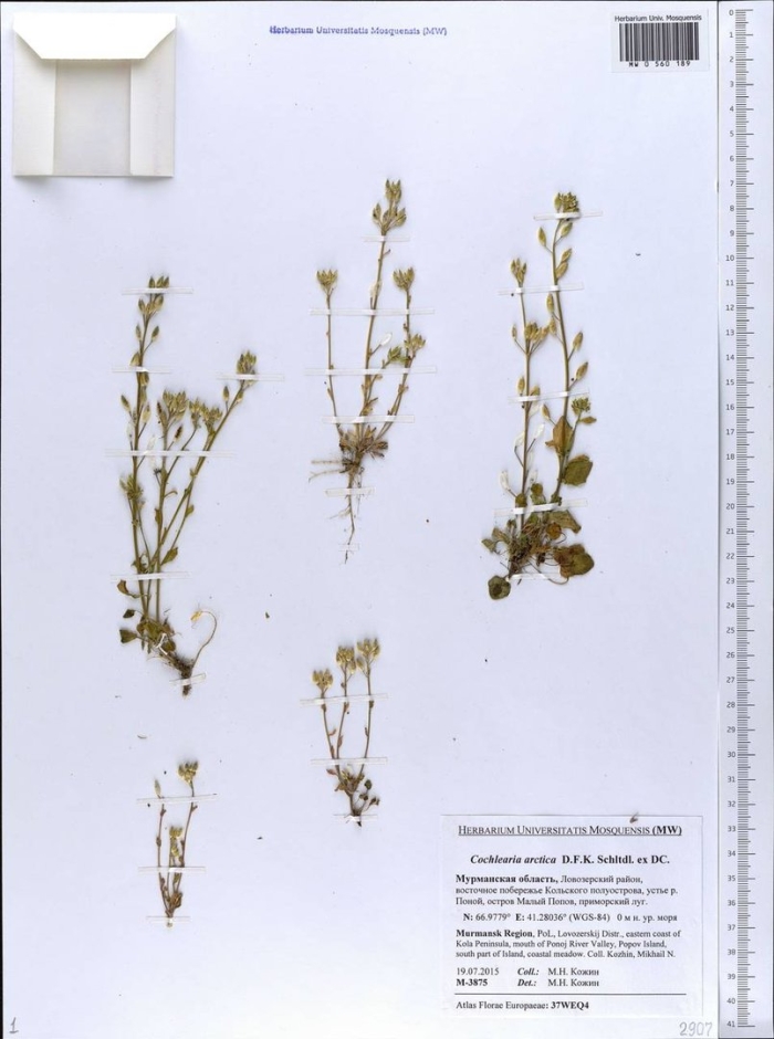 Резушка таля arabidopsis thaliana