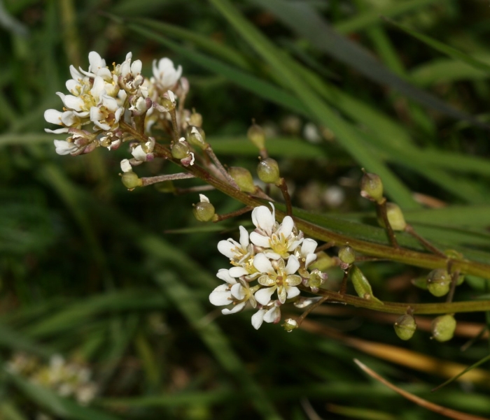 Cochlearia officinalis
