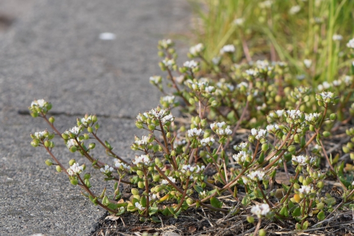 Cochlearia groenlandica