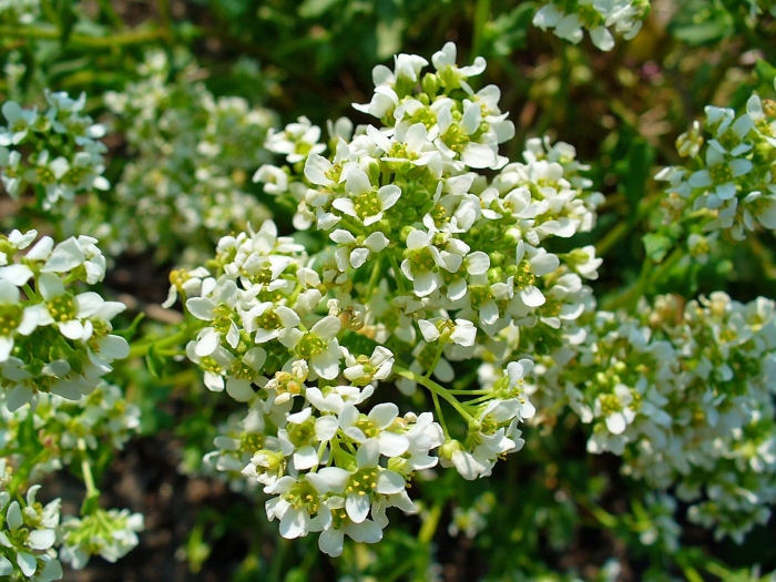Катран сердцелистный (crambe cordifolia)