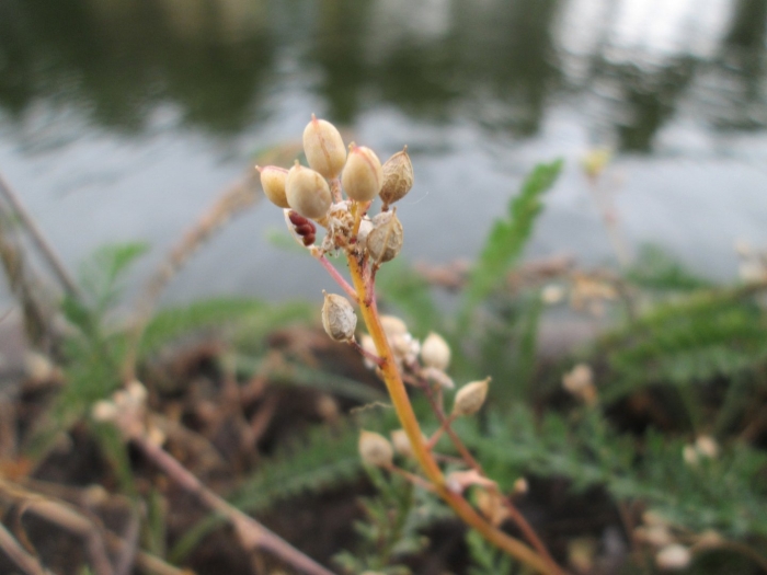 Редкие растения