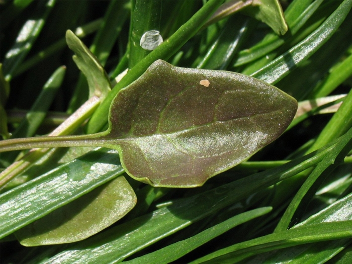 Eriogonum ovalifolium v. depressum