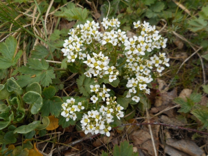 Cochlearia pyrenaica