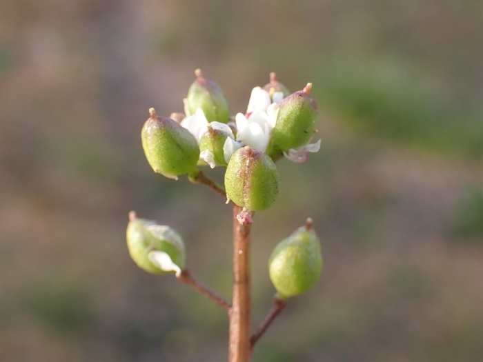Scrophularia aquatica