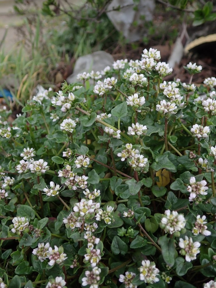 Гречиха посевная (fagopyrum esculentum)