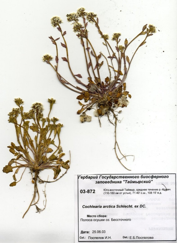 Крупка перелесковая гербарий