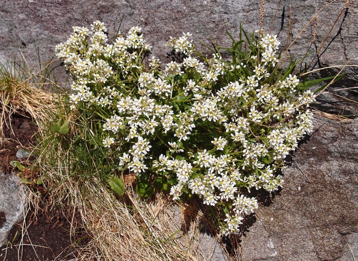 Saxifraga paniculata