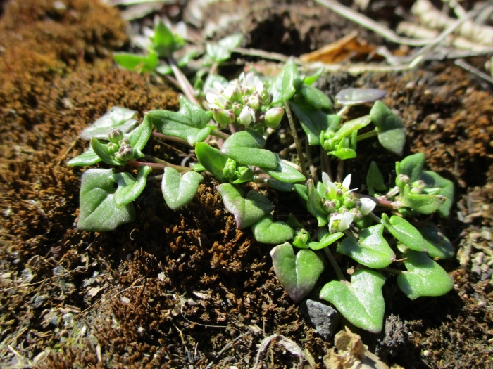 Звездчатка средняя мокрица