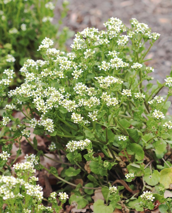 Nasturtium officinale