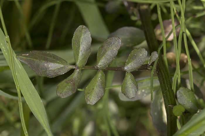 Cardamine pratensis