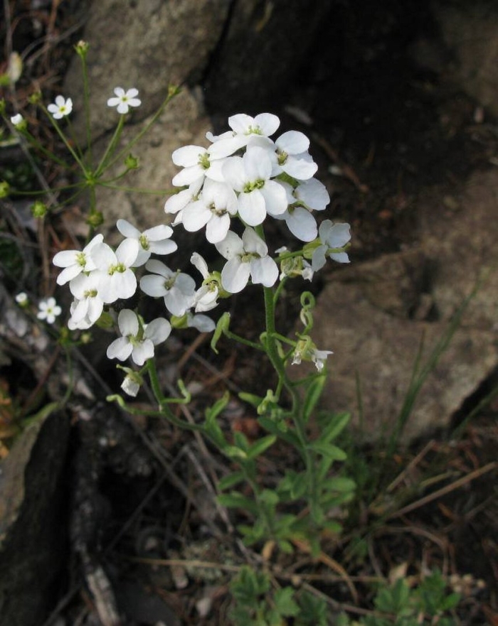 Стевения левкоевидная
