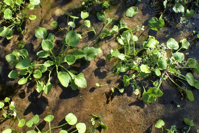 Растения для пруда