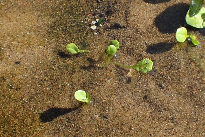 Ряска многокоренник обыкновенный