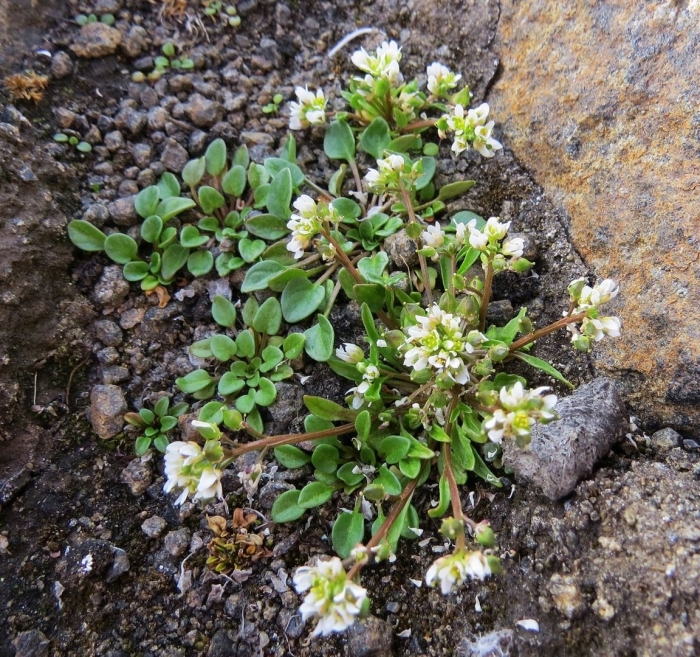 Крупка дубравная draba nemorosa