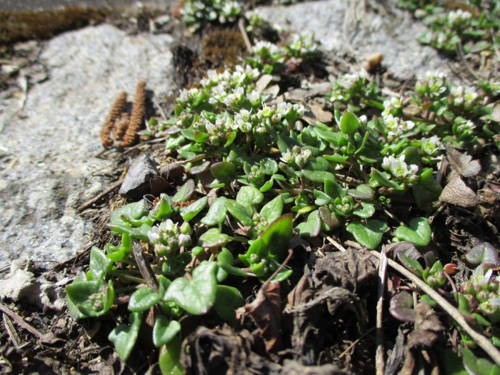 Cochlearia groenlandica