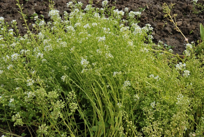 Пастушья сумка обыкновенная