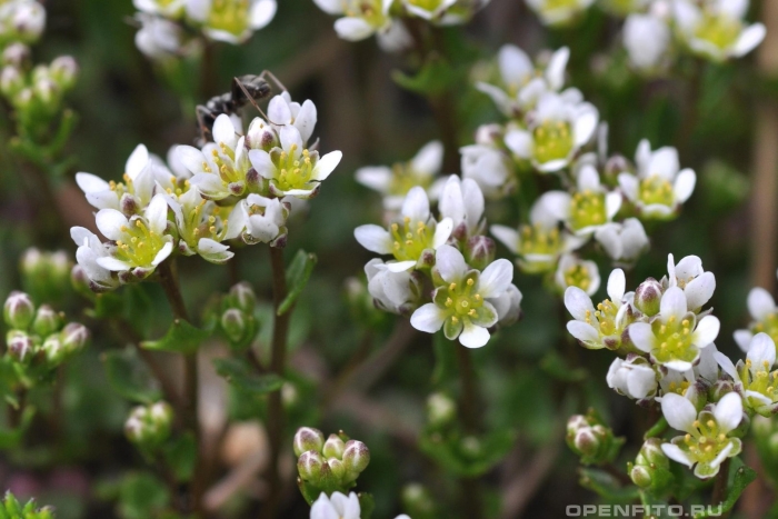 Камнеломка круглолистная saxifraga rotundifolia