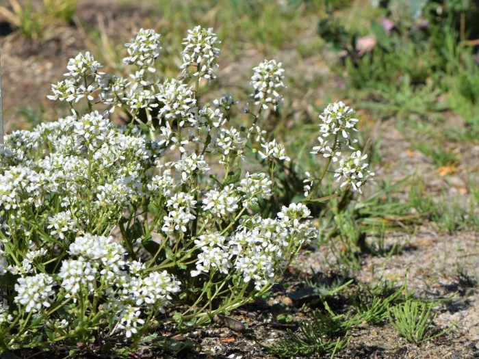 Камнеломка метельчатая saxifraga paniculata