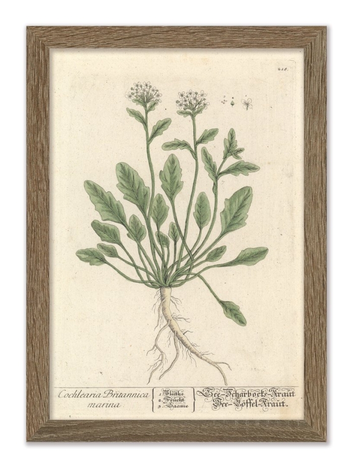 Ложечница растение