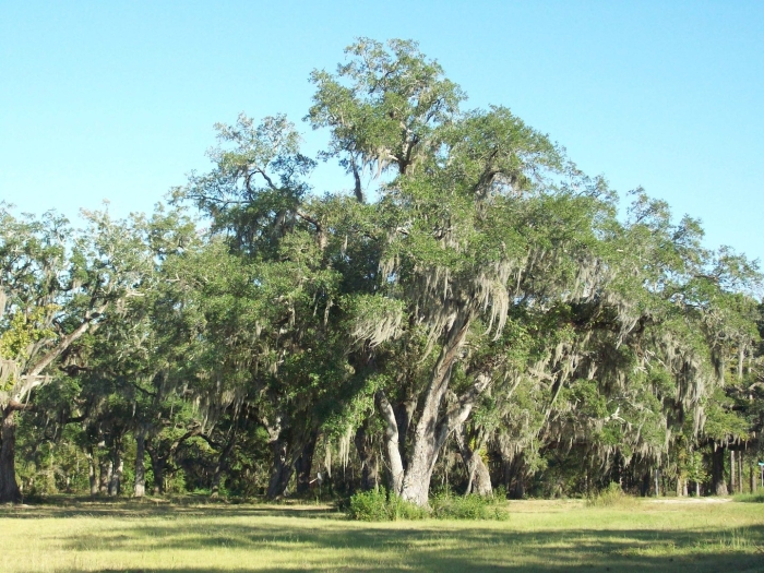 Quercus virginiana