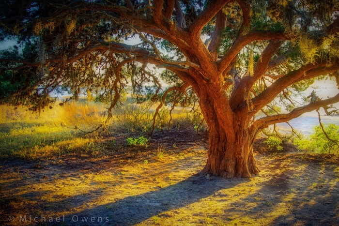 Красивое дерево