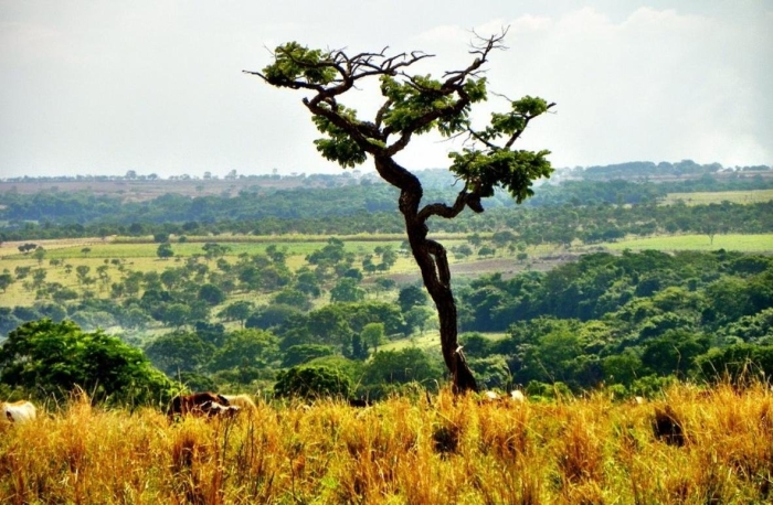 Дерево саванны