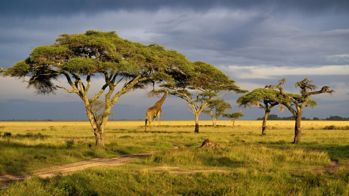Национальный парк серенгети танзания
