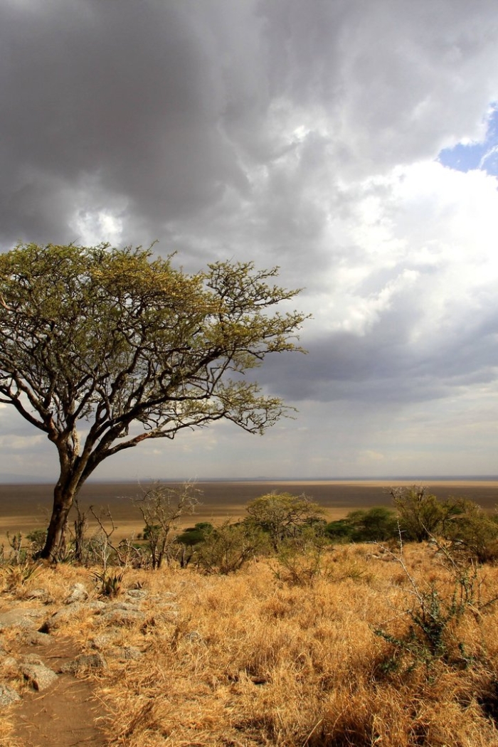 Растительный мир саванны и редколесья в австралии