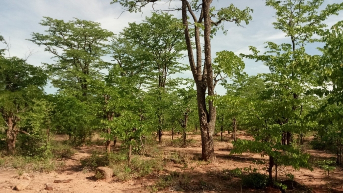 Мопане дерево