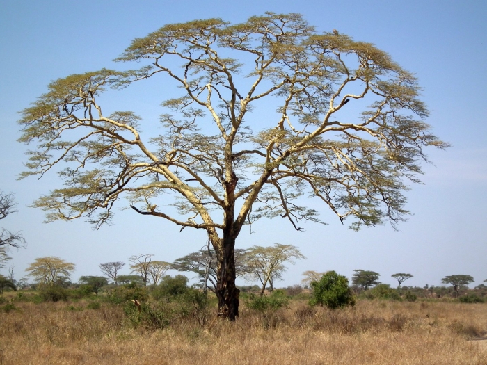 Acacia tree