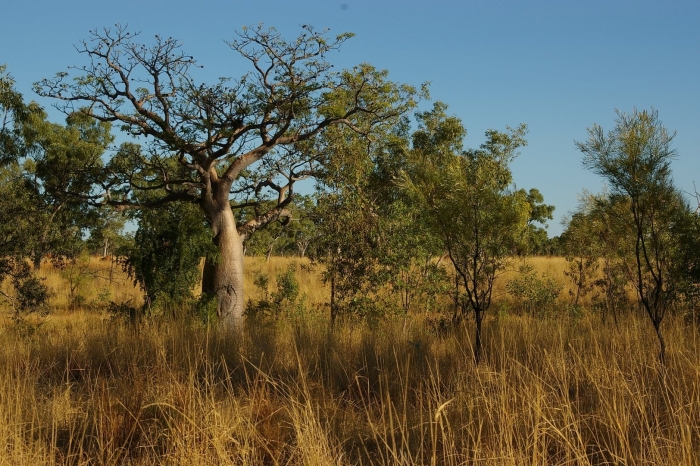 Баобаб (адансония пальчатая