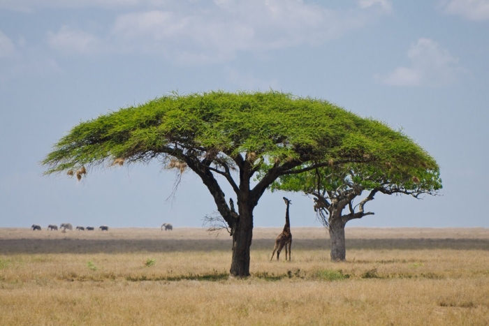 Национальный парк серенгети танзания