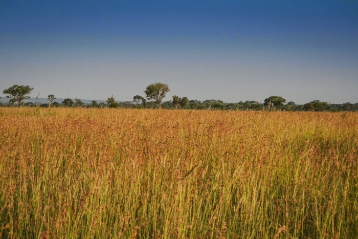 Саванны эфиопии