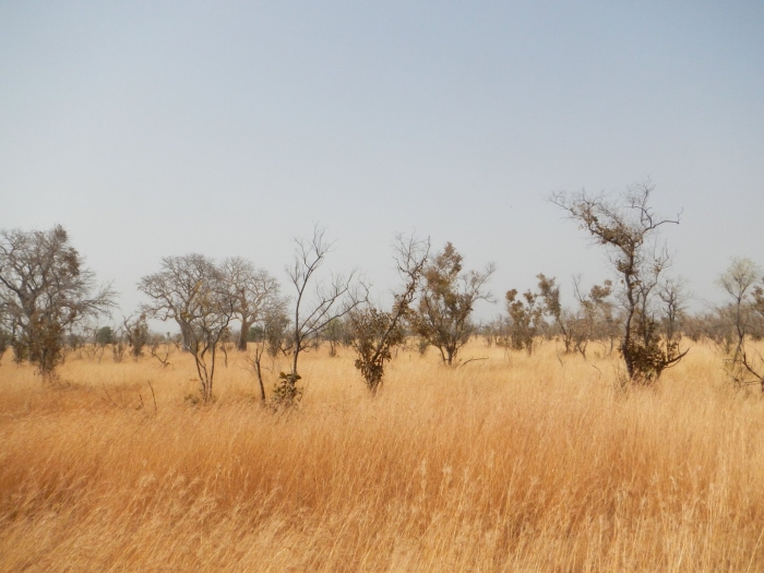 Травы саванны африки