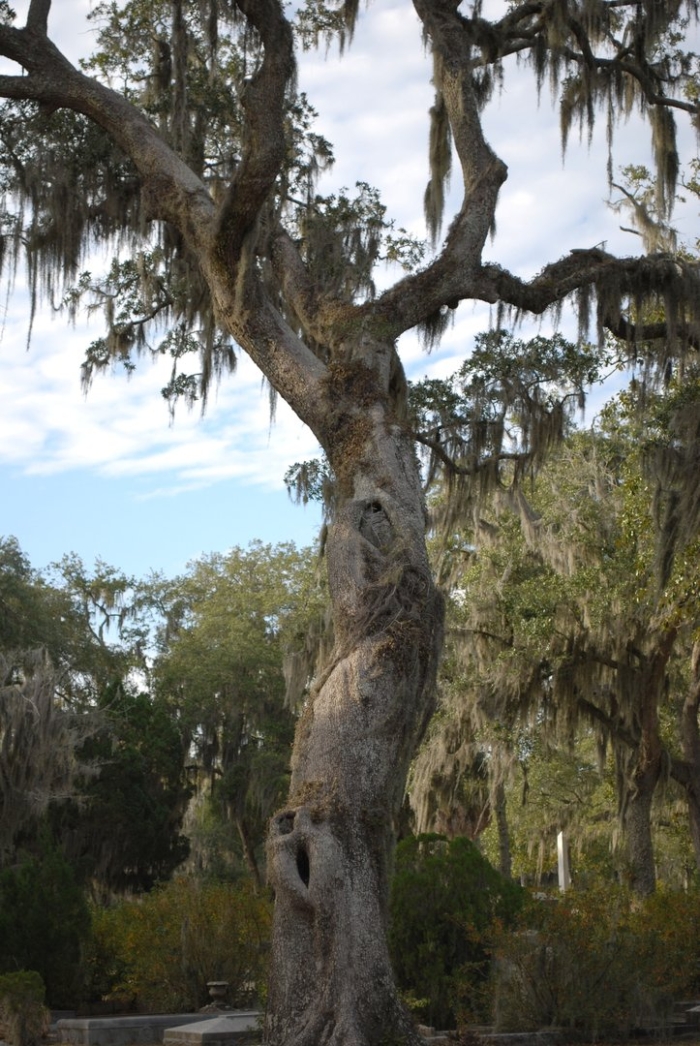 Саванна мосс