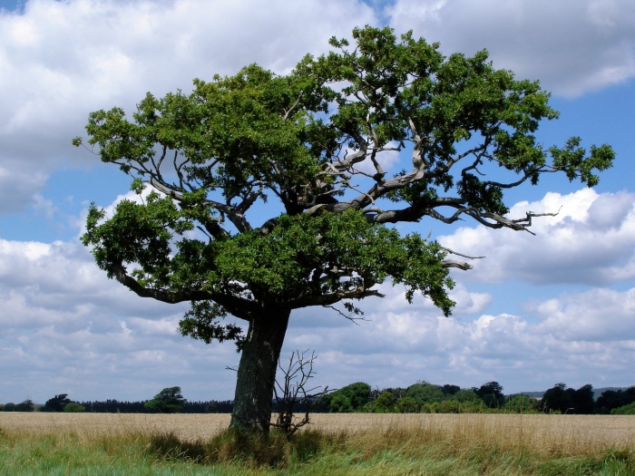 Дуб черешчатый quercus robur