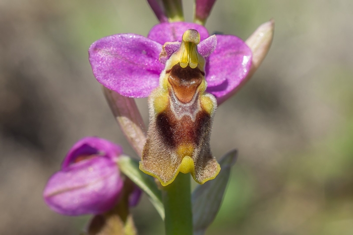 Ophrys tenthredinifera