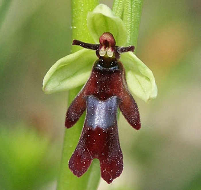 Ophrys insectifera