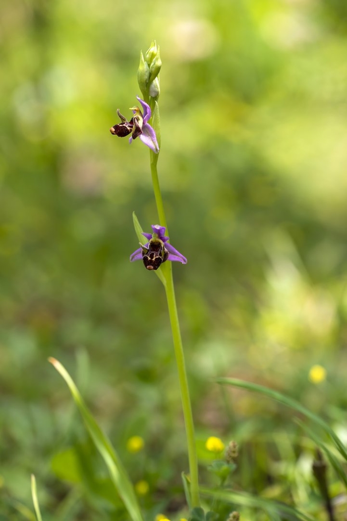 Орхидея офрис пчелоносная