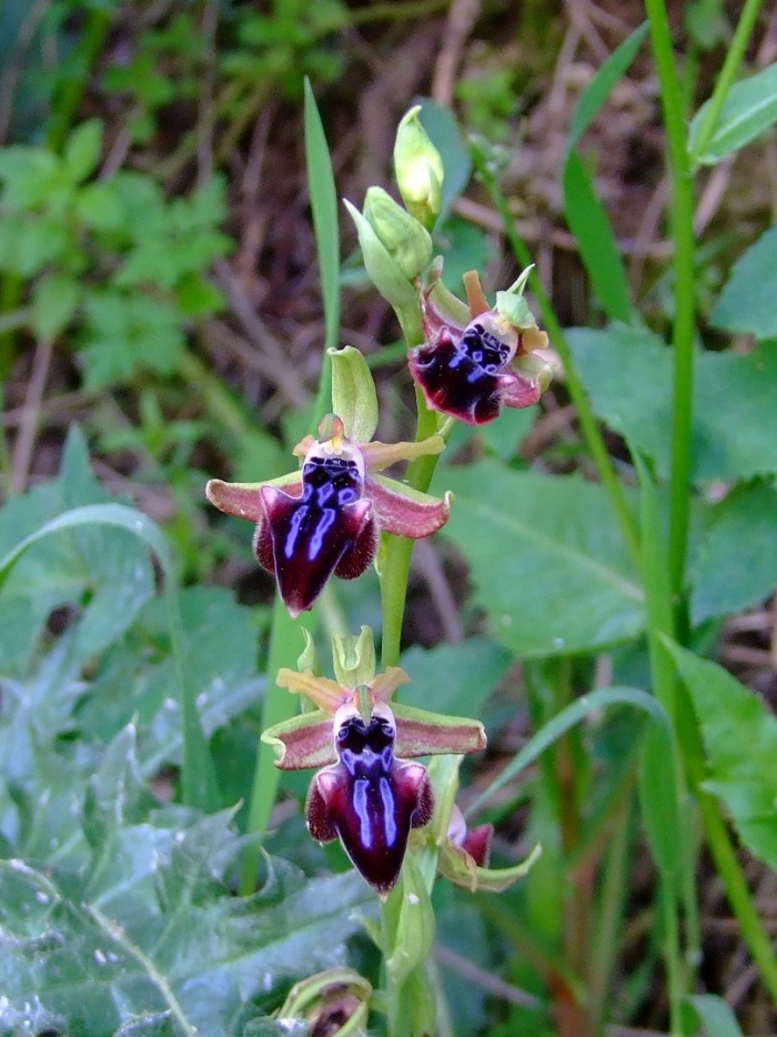 Орхидея офрис