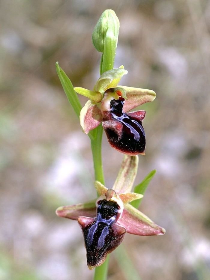 Хары бюльбюль