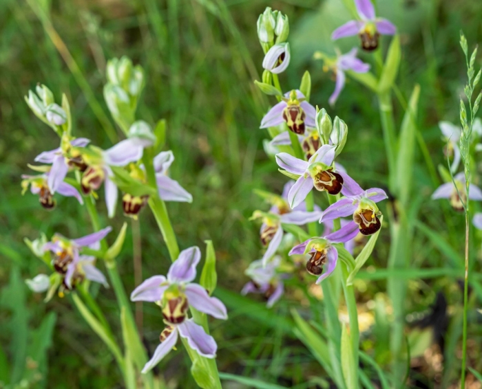 Орхидея офрис пчелоносная
