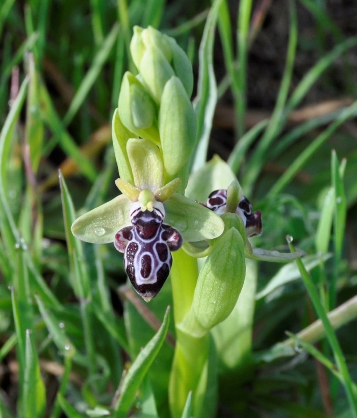 Cyprus bee orchid