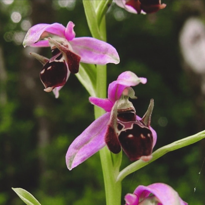 Лесная орхидея цветок